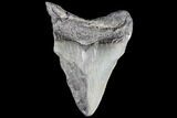 Partial, Fossil Megalodon Tooth #89031-1